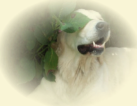 golden retriever websites golden retriever fokkers golden retriever websites golden retriever fokkers