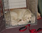 bench golden retriever golden retriever fokkers bench golden retriever golden retriever fokkers