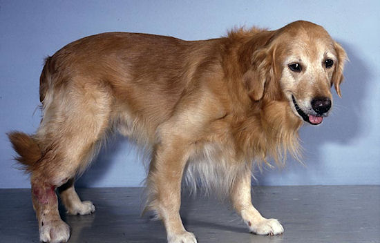 golden retriever mast cell tumor golden retriever tumor golden retriever tumor golden retriever fokkers golden golden retriever mast cell tumor golden retriever tumor golden retriever tumor golden retriever fokkers golden